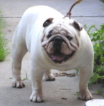 English bulldog : Sir Frankie of Lyerly